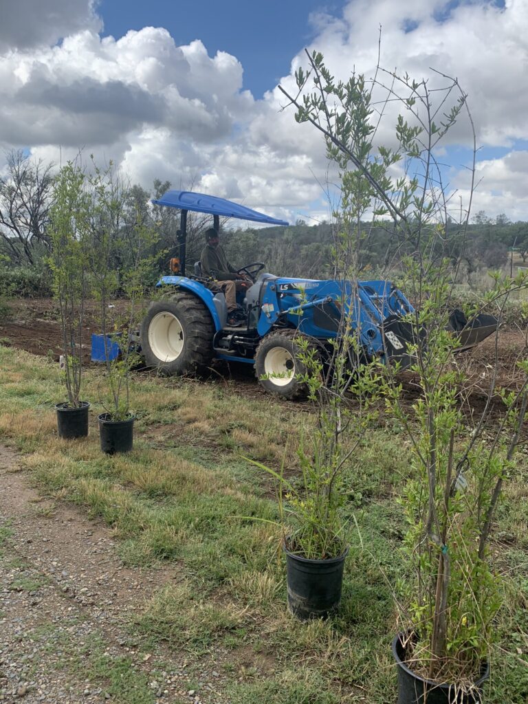 Tractor in a field with trees to plant